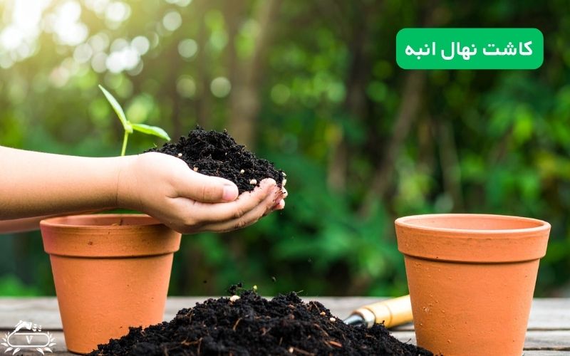 کاشت نهال انبه