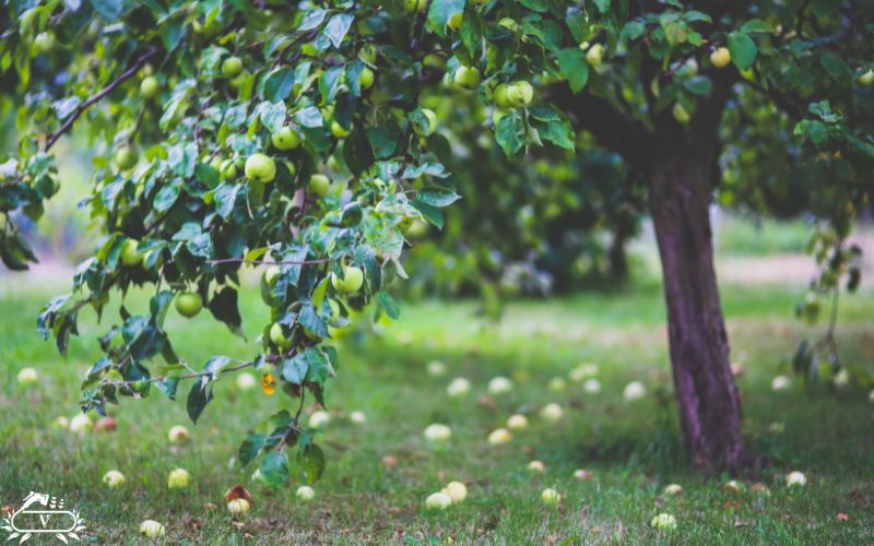 بهترین زمان کاشت نهال در مناطق سردسیر | راز داشتن باغی پربار 2 کاشت نهال در اواخر زمستان