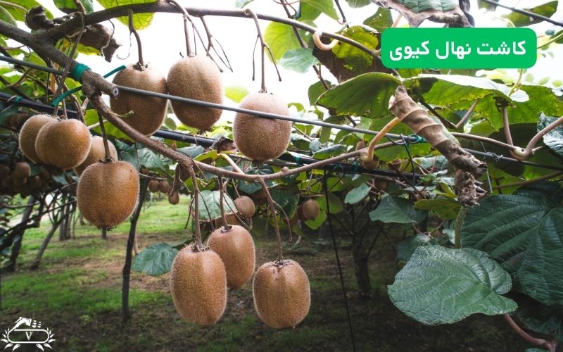 کاشت نهال کیوی
