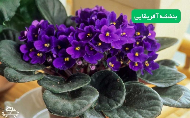 گیاهان مناسب برای دیوار سبز | 40 گیاه مناسب برای گرین وال 5 بنفشه آفریقایی