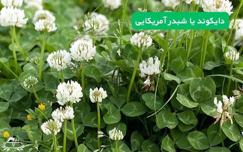 گیاهان مناسب برای دیوار سبز | 40 گیاه مناسب برای گرین وال 4 دایکوند یا شبدر آمریکایی