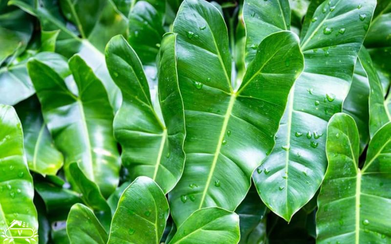 گیاهان مناسب برای دیوار سبز | 40 گیاه مناسب برای گرین وال 15 فیلودندرون