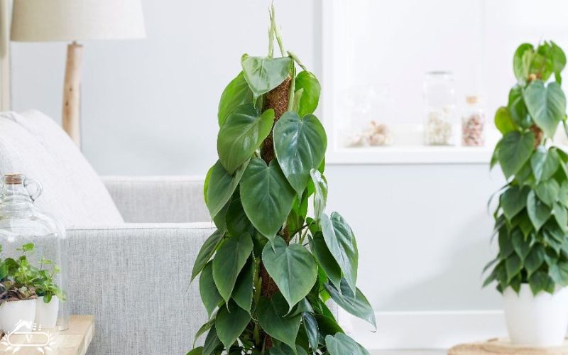 گیاهان مناسب برای دیوار سبز | 40 گیاه مناسب برای گرین وال 9 فیلودندرون یا اسکاندیس