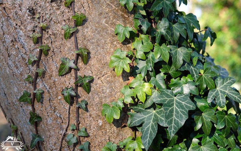 گیاهان مناسب برای دیوار سبز | 40 گیاه مناسب برای گرین وال 14 پیچک انگلیسی