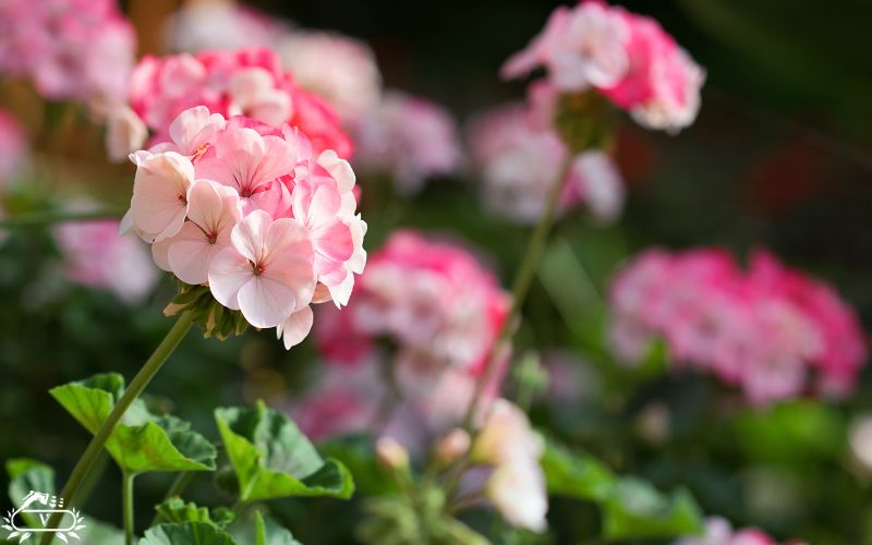 گیاهان مناسب برای دیوار سبز | 40 گیاه مناسب برای گرین وال 16 گل شمعدانی