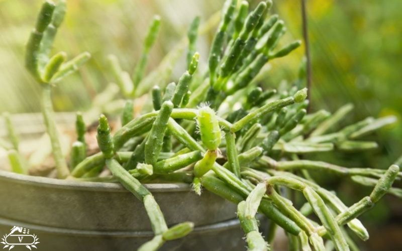 گیاهان مناسب برای دیوار سبز | 40 گیاه مناسب برای گرین وال 12 گیاه ریپسالیس