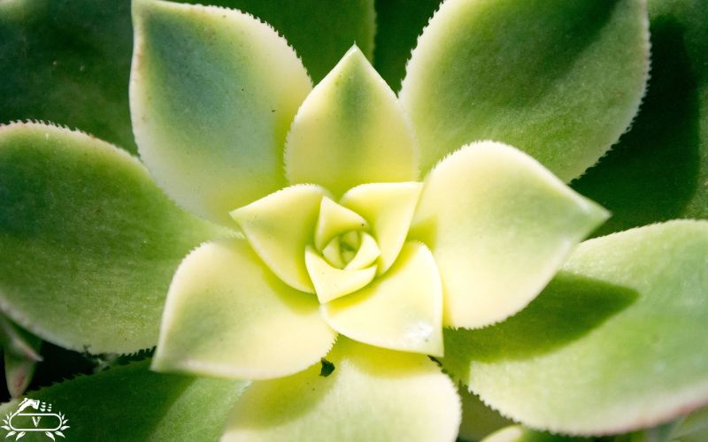 گیاهان مناسب برای دیوار سبز | 40 گیاه مناسب برای گرین وال 8 گیاه هاورتیا آناناسی