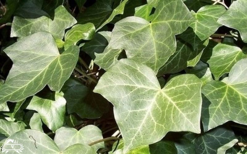 گیاهان مناسب برای دیوار سبز | 40 گیاه مناسب برای گرین وال 7 گیاه پاپیتال