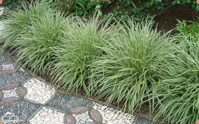 جگن علفزار جایگزین چمن در فضای سبز
