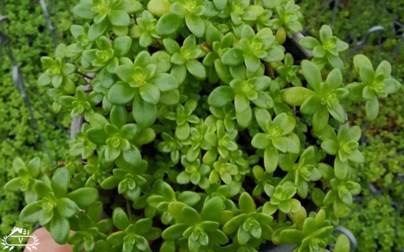 سدوم چمنی جایگزین چمن برای فضای سبز