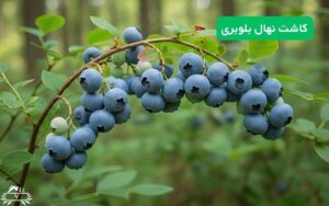 کاشت نهال بلوبری