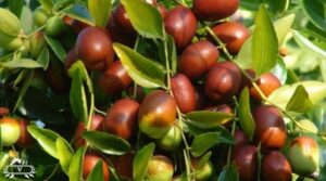 کاشت نهال عناب