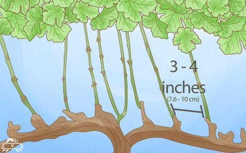 هرس درخت انگور | ۷ روش برای باردهی فوق العاده 6 هرس داربستی درخت انگور