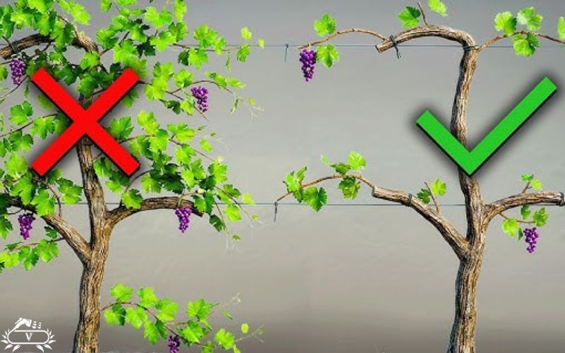 هرس درخت انگور | ۷ روش برای باردهی فوق العاده 4 هرس تابستانه درخت انگور